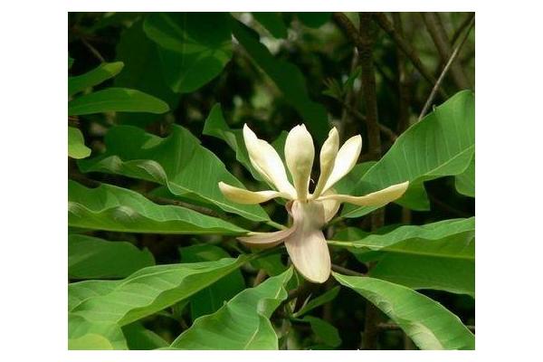 Magnolia Extract