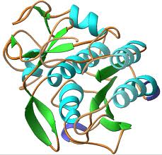 Proteinase K