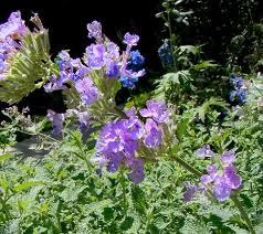 Chenopodium Oil