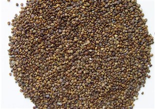 Flatstem Milkvetch Seed  Extract