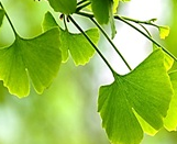 Ginkgo biloba