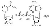 Nicotinamide adenine dinucleotide