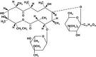 Erythromycin Lactobionate