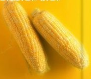 Corn peptide