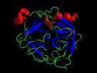 Chymotrypsinogen