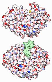 Pepsin