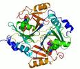 Enzyme